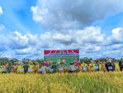 Dalam Rangka Percepatan Swasembada Pangan Pemkab Barut dan Kodim 1013/Mtw Gelar Panen Padi Besama